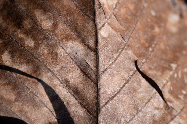 This is a photograph of the veins of an autumn colored leaf in Brooklyn, New York.