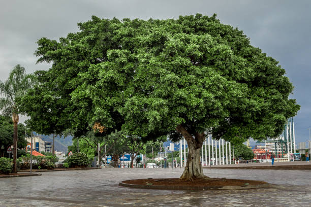 A green tree with one treetop side extending out to the side, pictured after the rain