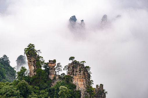 Zhangjiajie National Forest Park. Unique strange-shaped pillar rocks raising into the fog. Avatar Mountain rocks over the foggy clouds background.