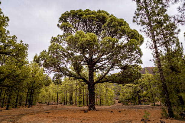 The tree is standing tall and green, separated from the other trees, with dry orange spines covering the ground