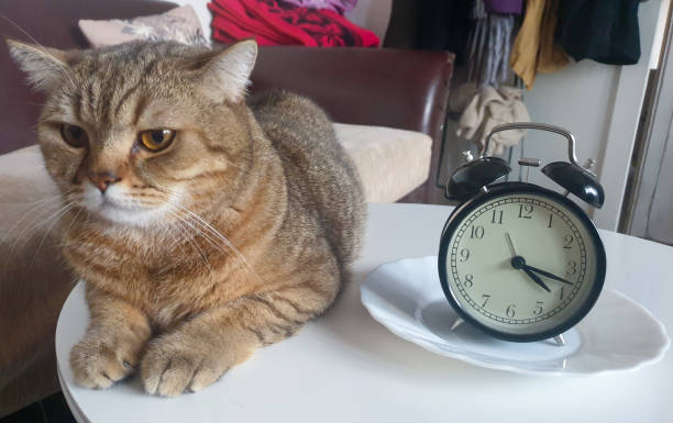 Cat lying on white console table near alarm clock