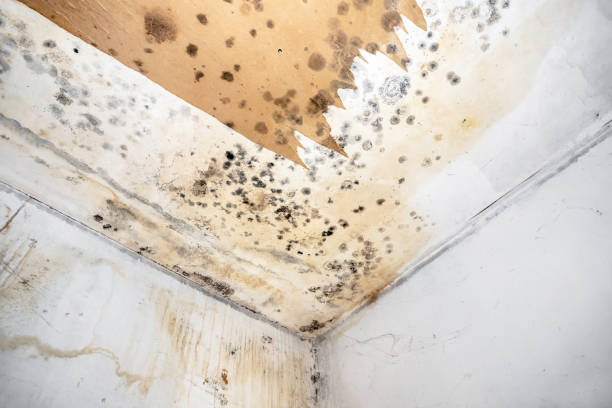 istock Mold fungus on ceiling and wall 1456160915