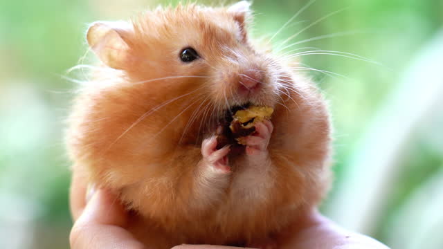 Syrian hamster eating walnut  on human hand