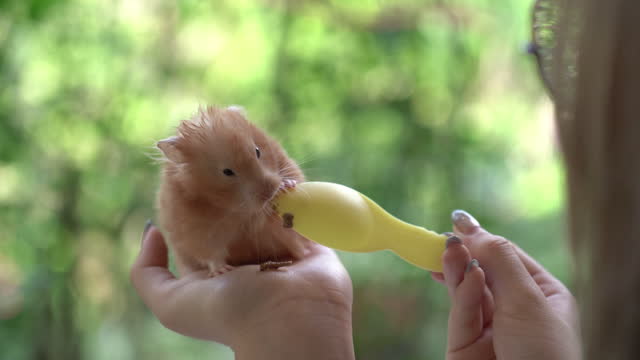 woman hand feedind food for Syrian hamster