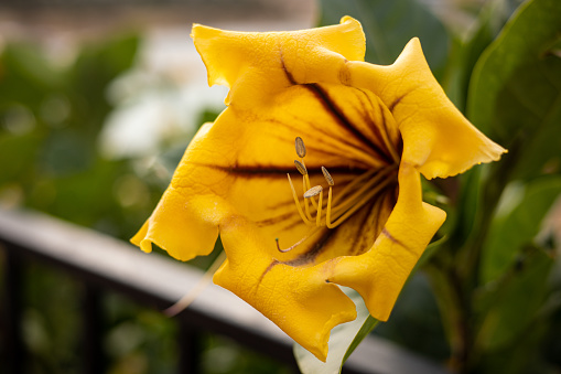 Yellow flower Solandra maxima. Close-up, focus on flowers. Outdoor plants on the island of Malta.