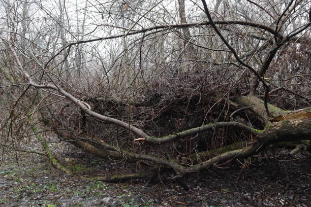 istock Gloomy winter forest atmosphere 1456163683