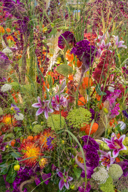 A flower meadow with many different types of flowers in the garden