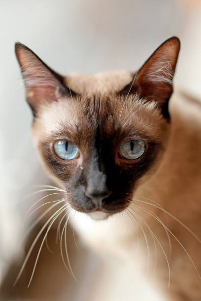 istock Headshot closeup Siamese Cat with blue eyes on white background. Thai ancient cat concept. 1456163840