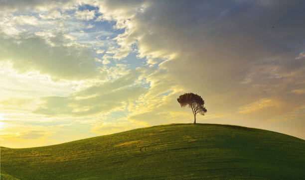 istock Lonely Cypress Tree In Tuscany at sunset 1456164545