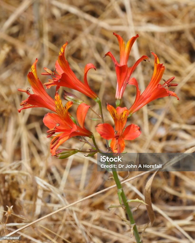 Flowers Of The Alstroemeria Species Known In Chile As The Flor Del Gallo  Stock Photo - Download Image Now - iStock