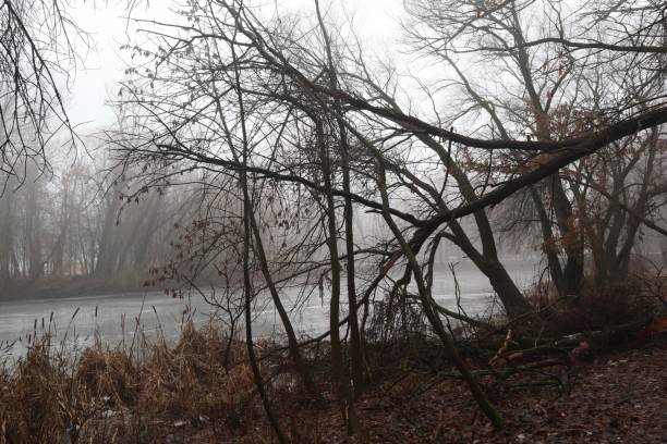 istock fog in winter, winter landscape, winter forest atmosphere 1456164911
