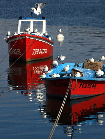 A shrimp cutter with lifted fishnets and a flock of seagulls in the evening sun
