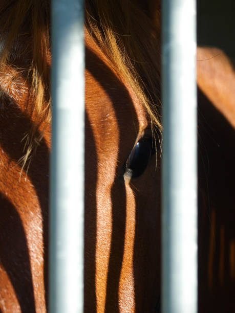 istock Horse In Stable Abstract 1456165803