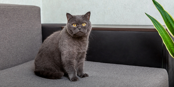 A gray fluffy cat is sitting on the sofa. Scottish cat looking at the camera.