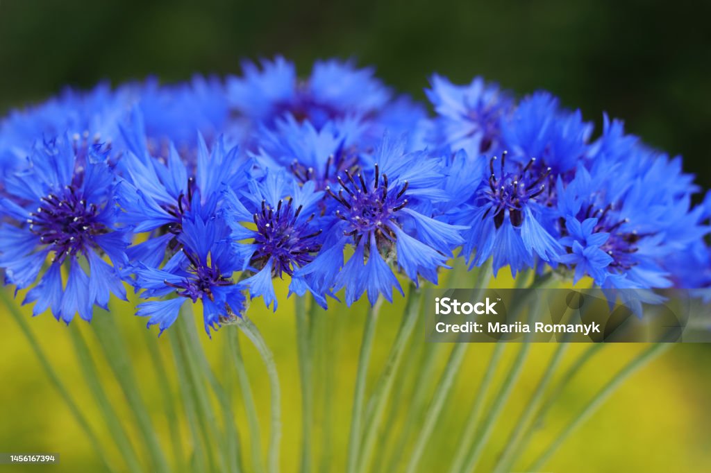 Ramo De Flores Azules Brillantes Flores Azules Plantas De Campo De Verano Fondo Verde Borroso Textura De Aciano Hermosas Flores Silvestres Acianos Planta Medicinal Fitoterapia Aciano De Cerca Foto de stock y Ramo De Flores Azules Brillantes Flores Azules Plantas De Campo De Verano Fondo Verde Borroso Textura De Aciano Hermosas Flores Silvestres Acianos Planta Medicinal Fitoterapia Aciano De Cerca Foto de stock y