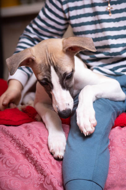 istock a puppy with a child 1456168698