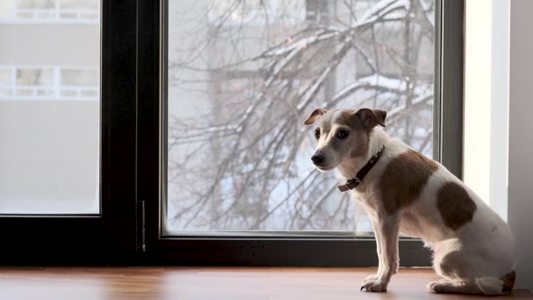 Dog freezes in winter at home by the window