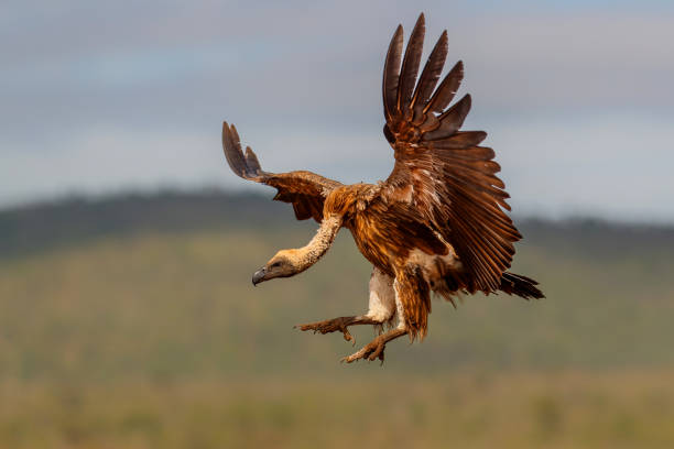 istock White backed vulture flying in Zimanga Game Reserve 1456175314