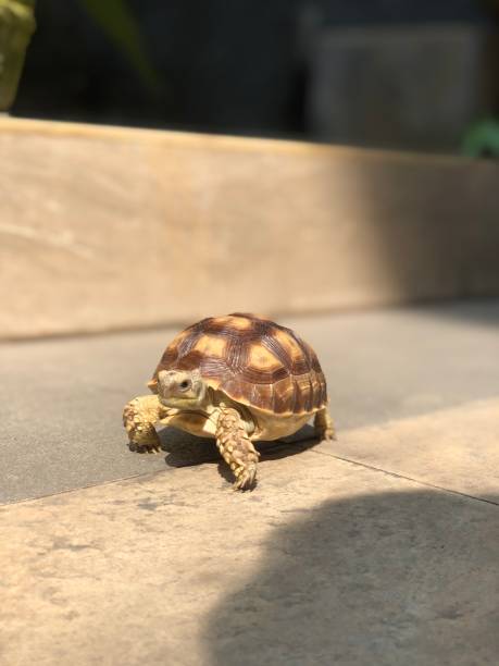 istock Baby Sulcata Sunbathing 1456175323