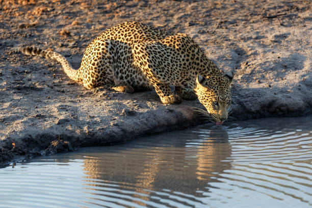 istock Leopard in Sabi Sands Game Reserve 1456175336
