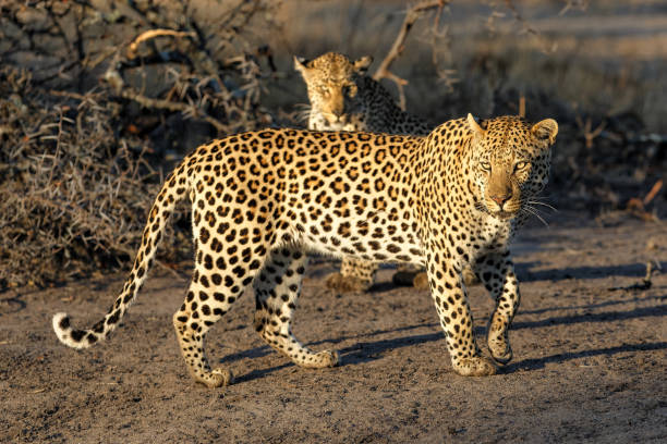 istock Leopard in Sabi Sands Game Reserve 1456175342