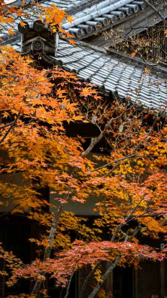 istock Red leaves and traditional buildings 1456175690