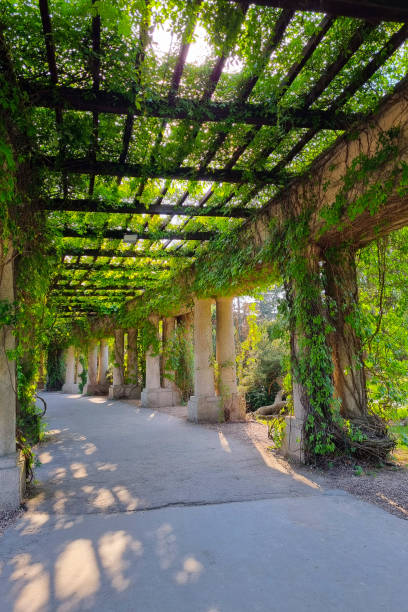 istock Concrete structures in the park, along which young green grapes are woven. 1456177359