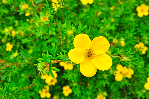 Close-up on flowering cinquefoil in the park