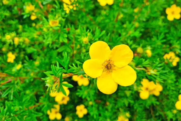 Photo of Close-up on flowering cinquefoil in the park.