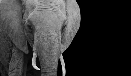 Elephant portrait, Black and white, African Elephant, Close-up. Monochroom, Fine-art.
