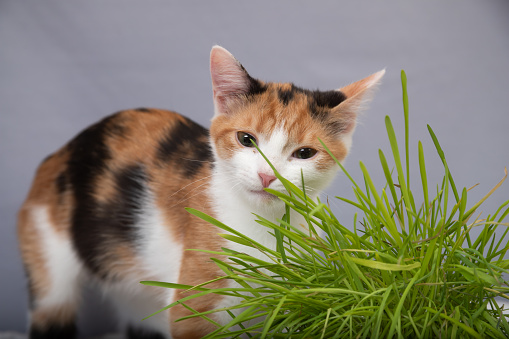 beautiful kitten eats grass