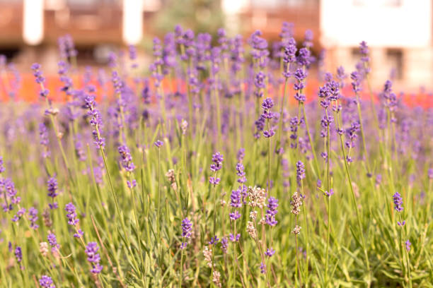istock Lavender flowers close up flowerbed 1456181057