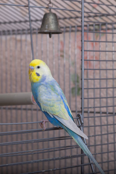 istock domestic parrots in a cage 1456182237