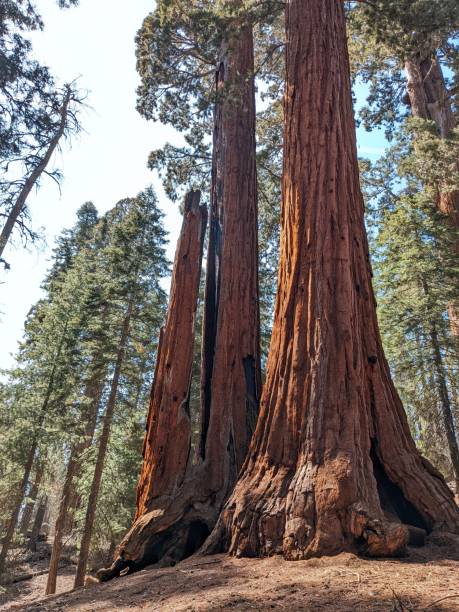 istock Giant sequoia trees in Sequoia National Park 1456182692
