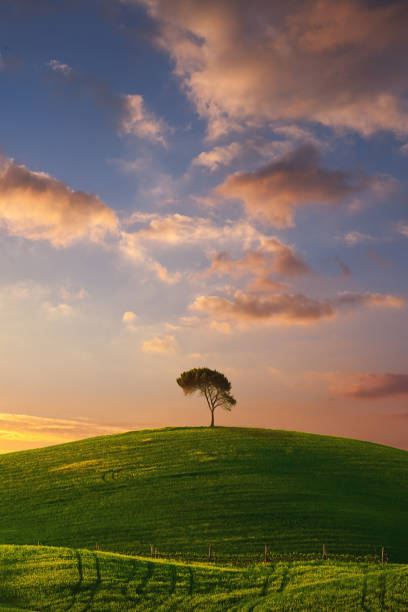 istock Lonely Cypress Tree In Tuscany at sunset 1456182744