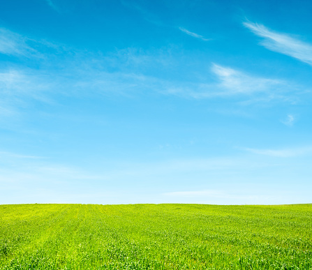 Blue Sky green grass and soft white clouds. This file is cleaned and retouched.