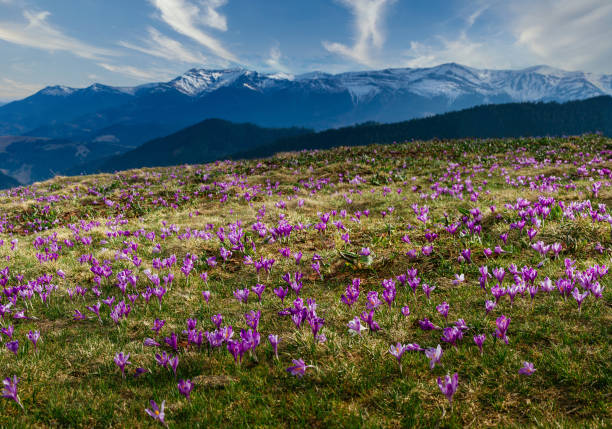 Panoramic landscape in the mountains at the spring. View view of the meadow on which crocuses bloom in the background of snow-capped mountains. Soft focus effect. stock photo