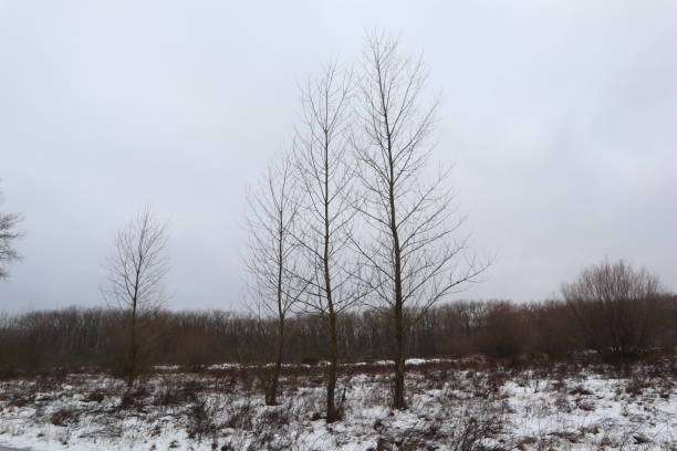 istock First snow in the forest, snow on the branches, winter atmosphere 1456185591