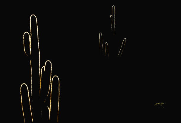 Saguaro cactus and cholla cactus glow on mountain