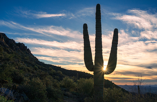 Saguaro cactus silhouette with sunset and mountain silhouette