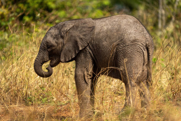 istock Baby African bush elephant standing curling trunk 1456188266