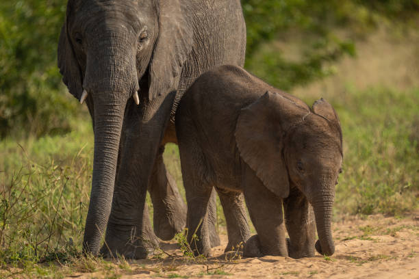 istock Baby African bush elephant kneeling by mother 1456188287