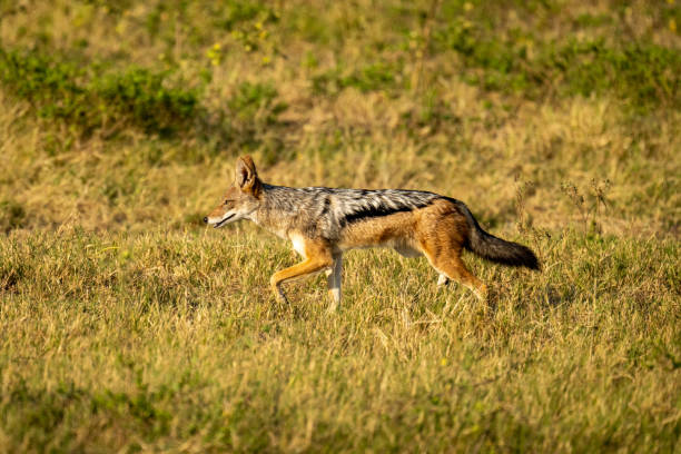 istock Black-backed jackal crosses sunlit grassland lifting paw 1456188309