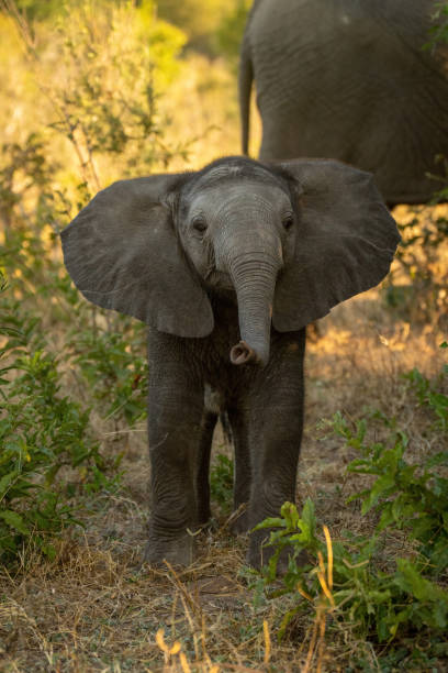 istock Baby African bush elephant stands lifting trunk 1456188310