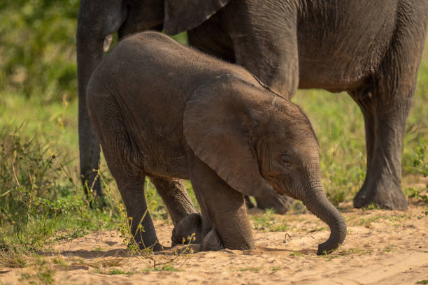 istock Baby African bush elephant kneeling on track 1456188371