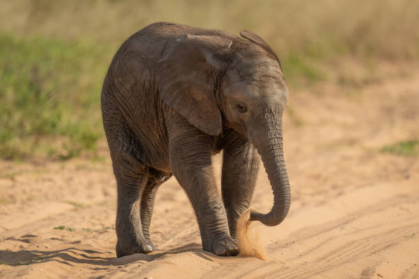 istock Baby African bush elephant stands raising sand 1456188929