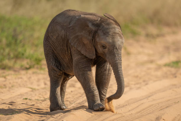 istock Baby African bush elephant stands lifting sand 1456188988