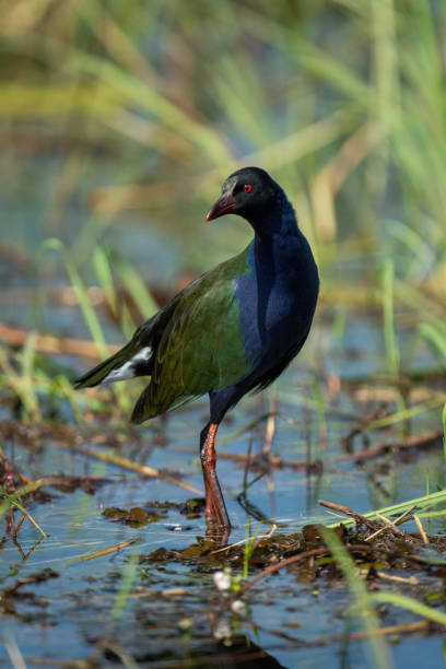 istock Allen gallinule wades through shallows turning head 1456189094