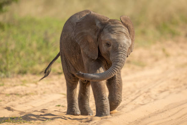 istock Baby African bush elephant standing swinging trunk 1456189095