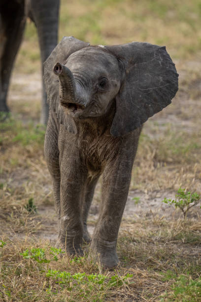 istock Baby African elephant approaches camera lifting trunk 1456189174